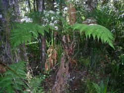 Dicksonia lanata subsp. hispida: mature plant showing fronds arising from a short trunk.
 Image: L.R. Perrie © Leon Perrie 2003 CC BY-NC 3.0 NZ